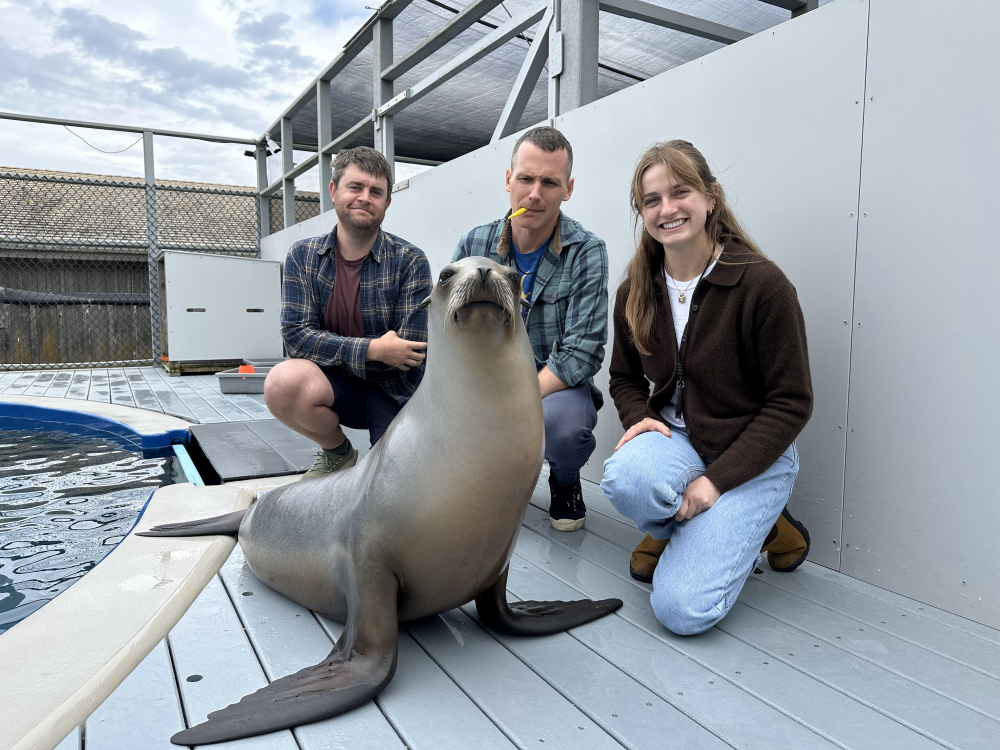 Study co-authors (left to right) Andrew Rouse, Peter Cook, and Carson Hood posing for a picture with California sea lion Ronan Study co-authors (left to right) Andrew Rouse, Peter Cook, and Carson Hood posing for a picture with California sea lion Ronan
