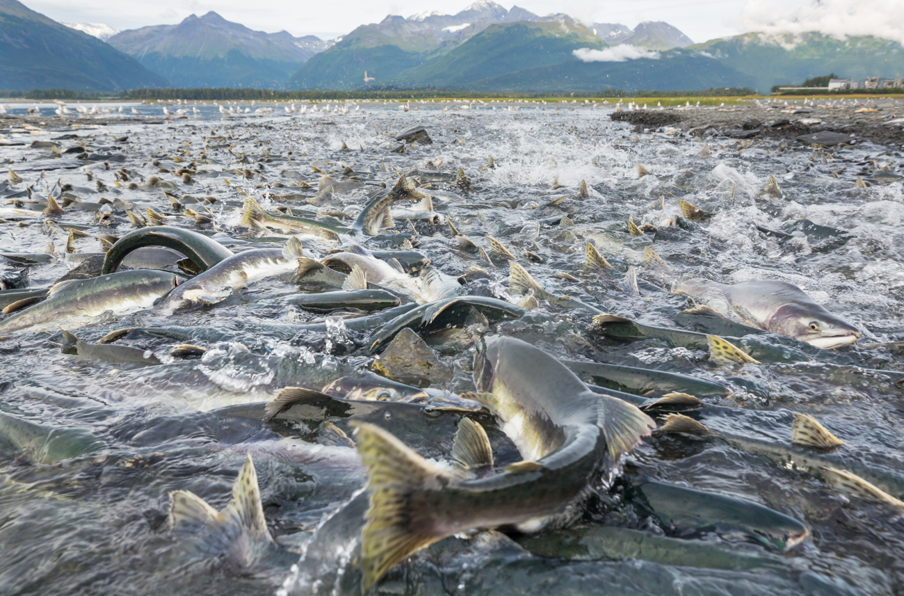 A mass spawning of Salmon in an Alaskan river. A mass spawning of Salmon in an Alaskan river.
