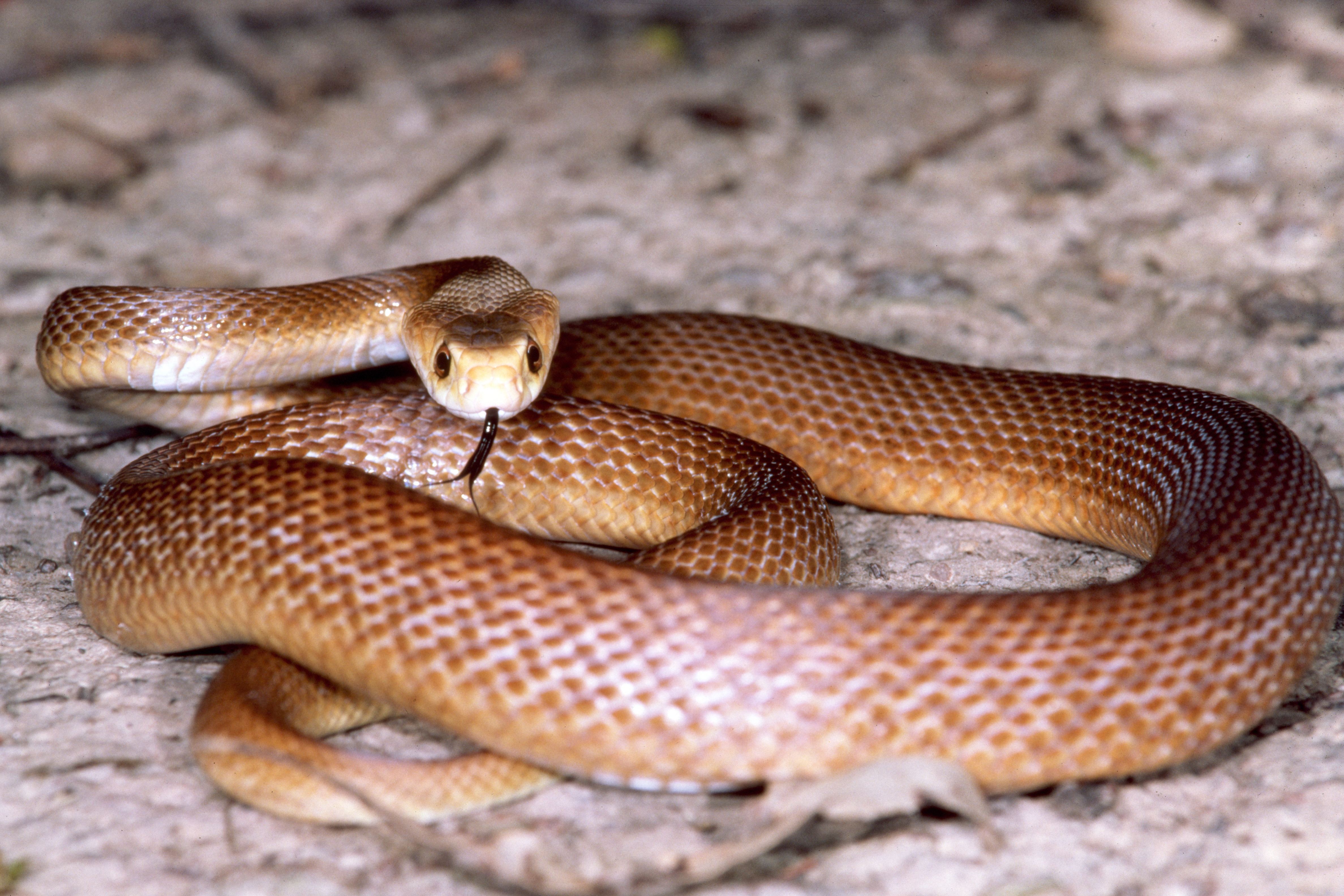 coastal taipan, a golden brown coloured snake, curled up on a rock. It is looking at the camera and its tongue is out coastal taipan, a golden brown coloured snake, curled up on a rock. It is looking at the camera and its tongue is out