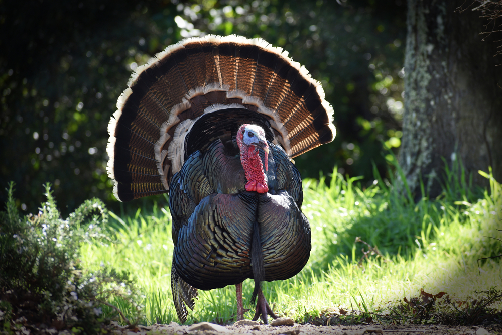 A Turkey standing in the wild A Turkey standing in the wild