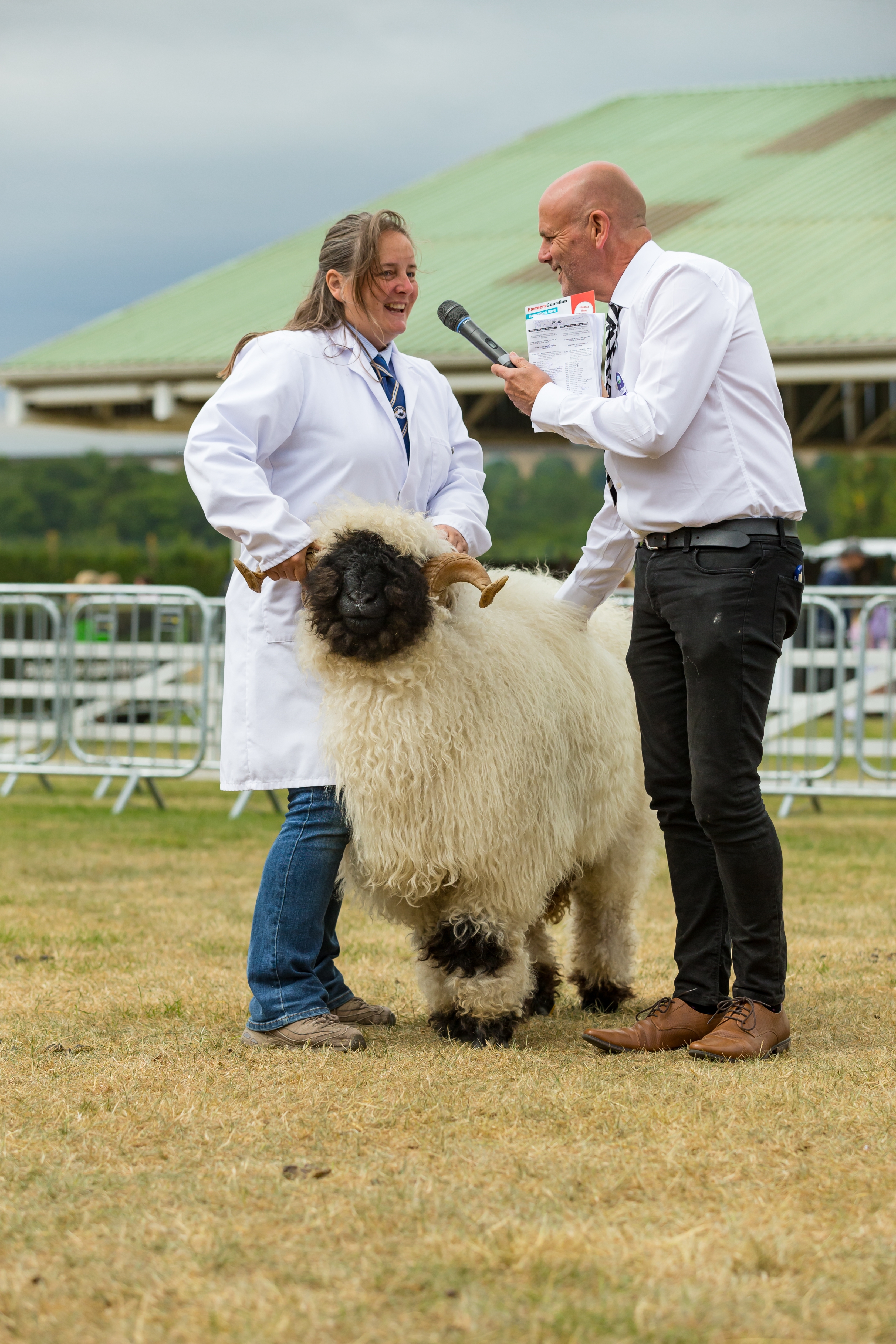 Valais Blacknose sheep and handler and judge in the Show Ring at the Great Yorkshire Show, UK. Valais Blacknose sheep and handler and judge in the Show Ring at the Great Yorkshire Show, UK.