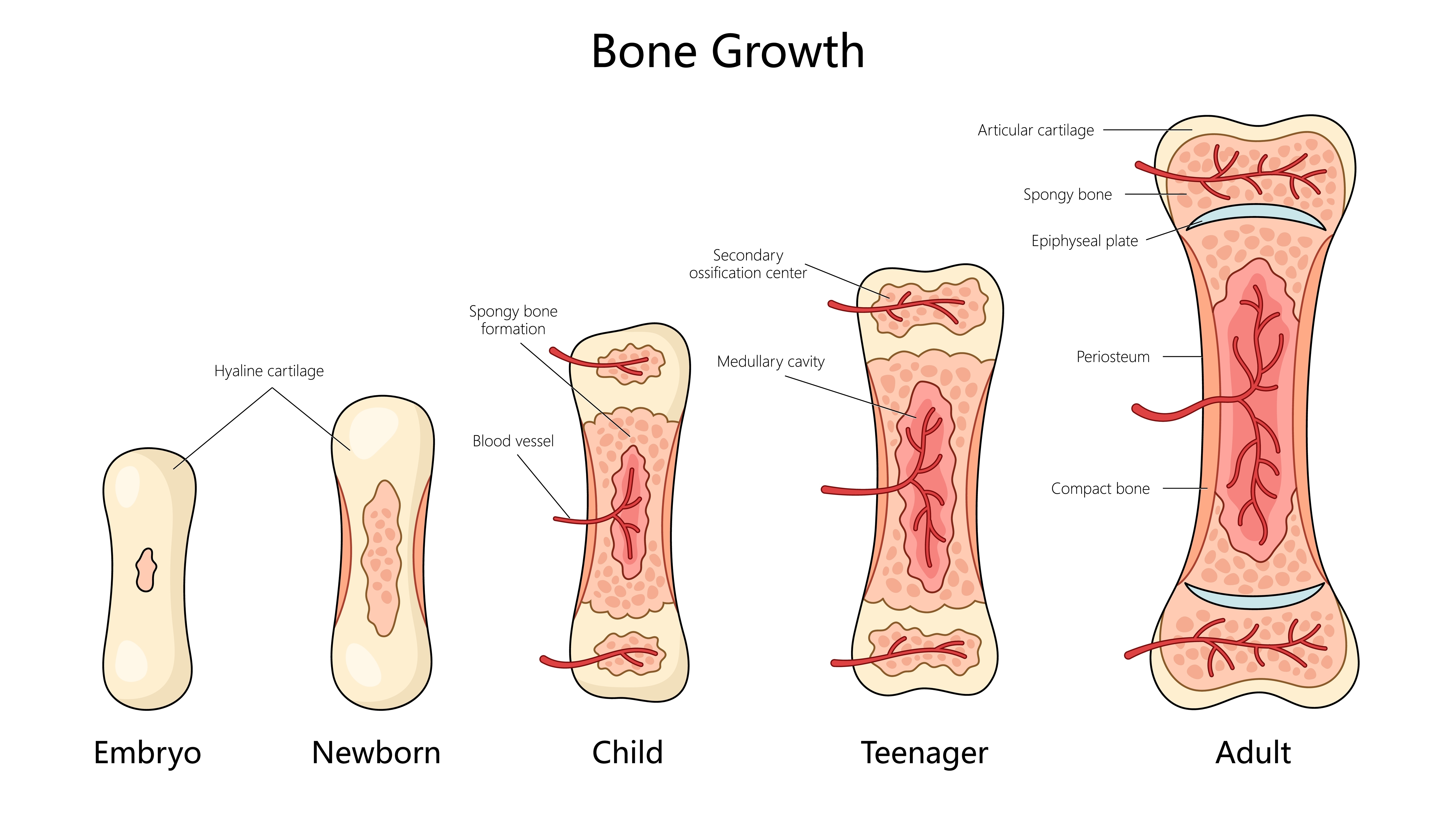 diagram of the stages of bone development from embryo, through newborn, child, teenage, and adult phases