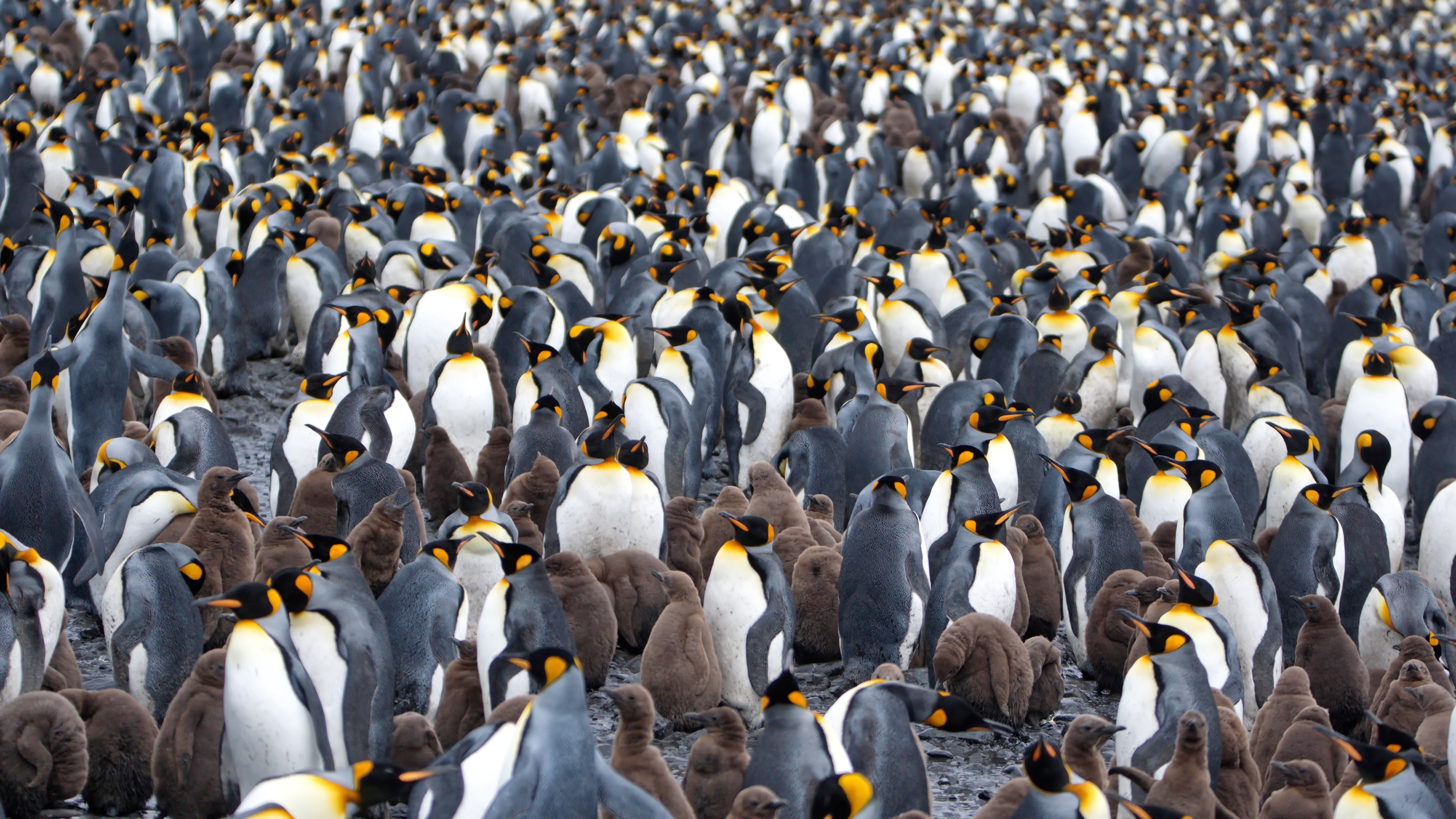 colony of many many king penguin adults with lots of chicks colony of many many king penguin adults with lots of chicks