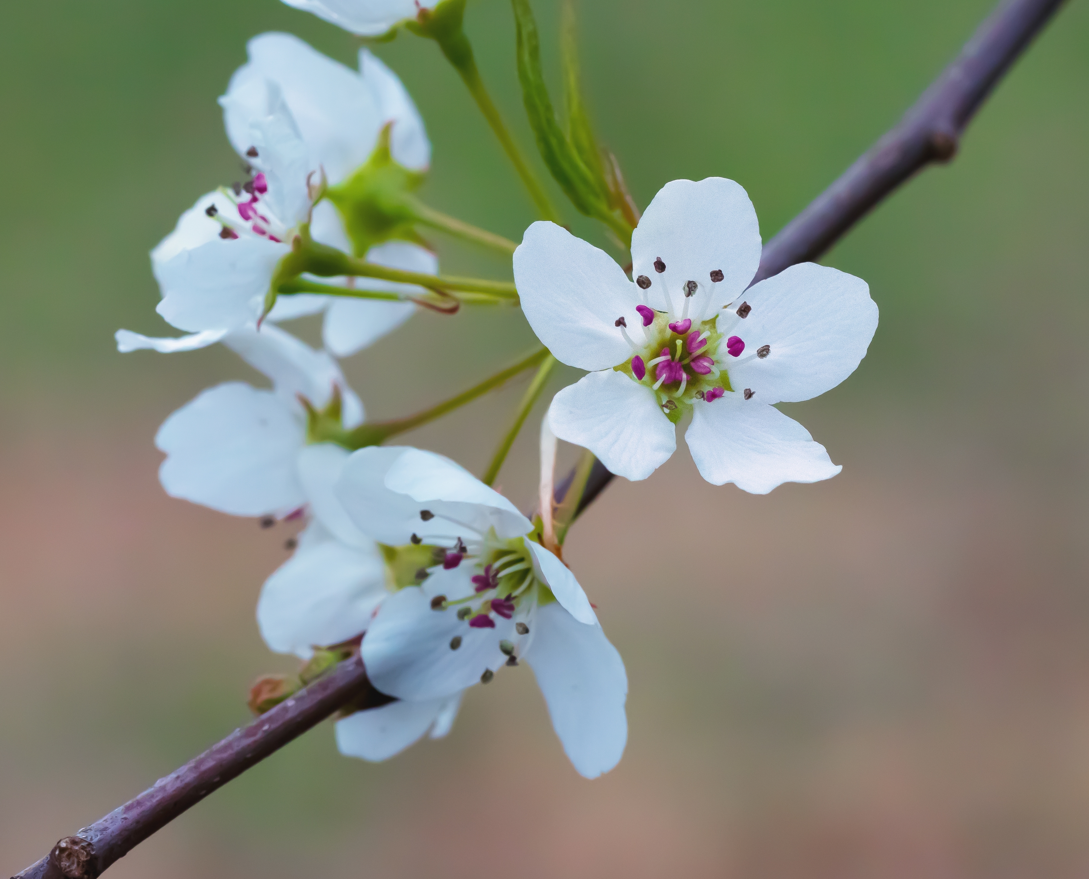 Close-up of a Callery Pear tree flower with bright white petals. Close-up of a Callery Pear tree flower with bright white petals.