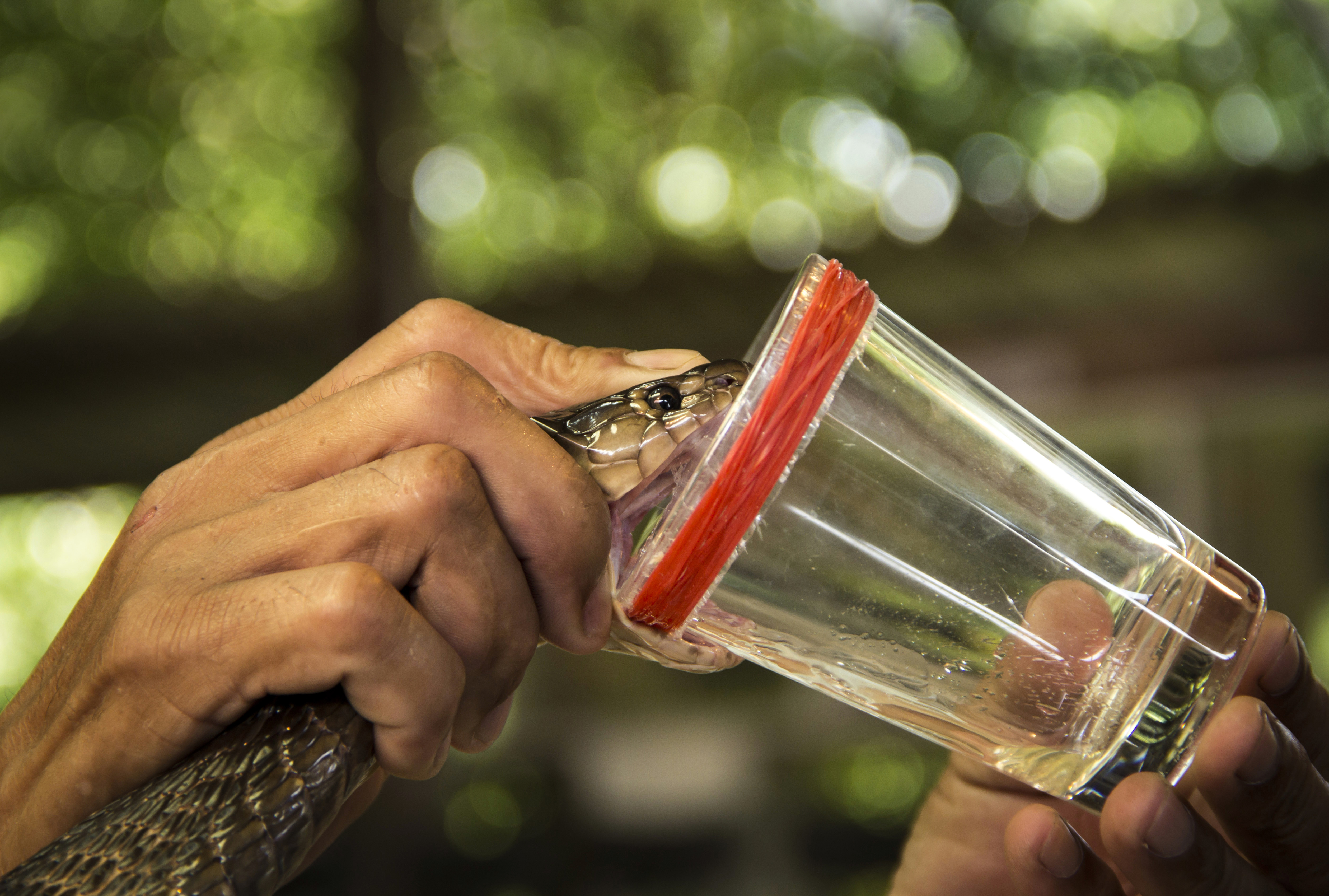 Milking cobra snake venom. Milking cobra snake venom.