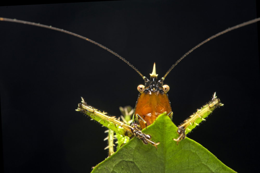a thorny devil katydid looking as if it's hiding behind a leaf, its buggy eyes are sticking out in a way that's humorous, makes it look afraid in a cartoony way a thorny devil katydid looking as if it's hiding behind a leaf, its buggy eyes are sticking out in a way that's humorous, makes it look afraid in a cartoony way