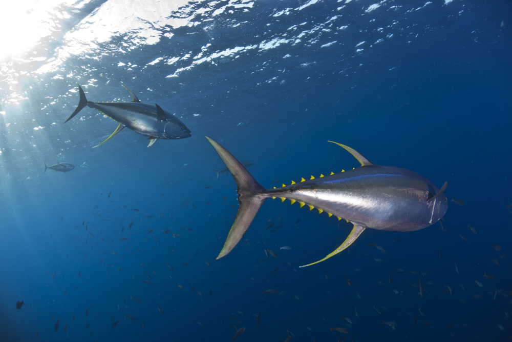 tuna swimming in the pacific tuna swimming in the pacific