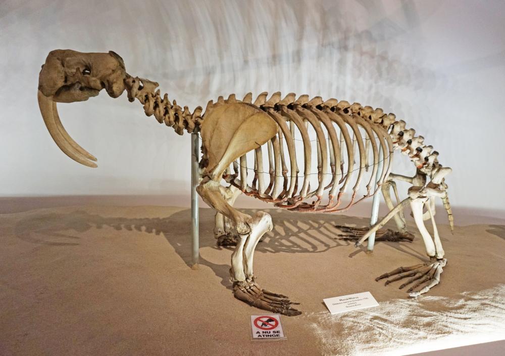 a skeletonized walrus with its large penis bone in-situ between its hips a skeletonized walrus with its large penis bone in-situ between its hips