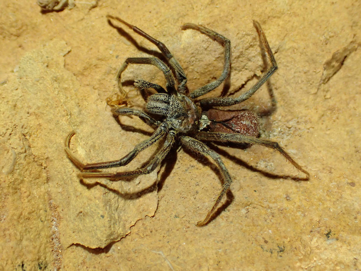 A large spider with grey hairs on a cave wall with her prey A large spider with grey hairs on a cave wall with her prey