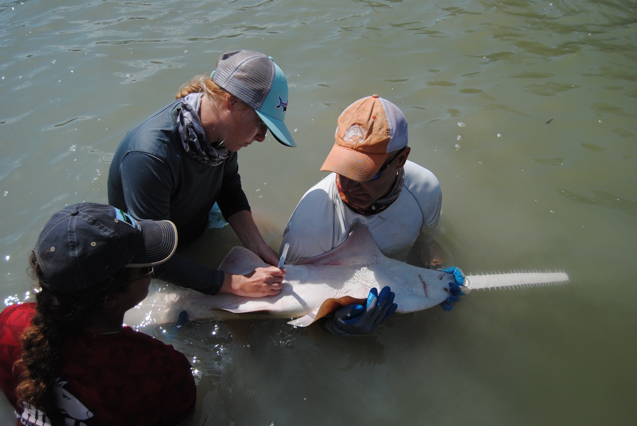 Scientists flip over a sawfish to be able to work on them in the water. Scientists flip over a sawfish to be able to work on them in the water.