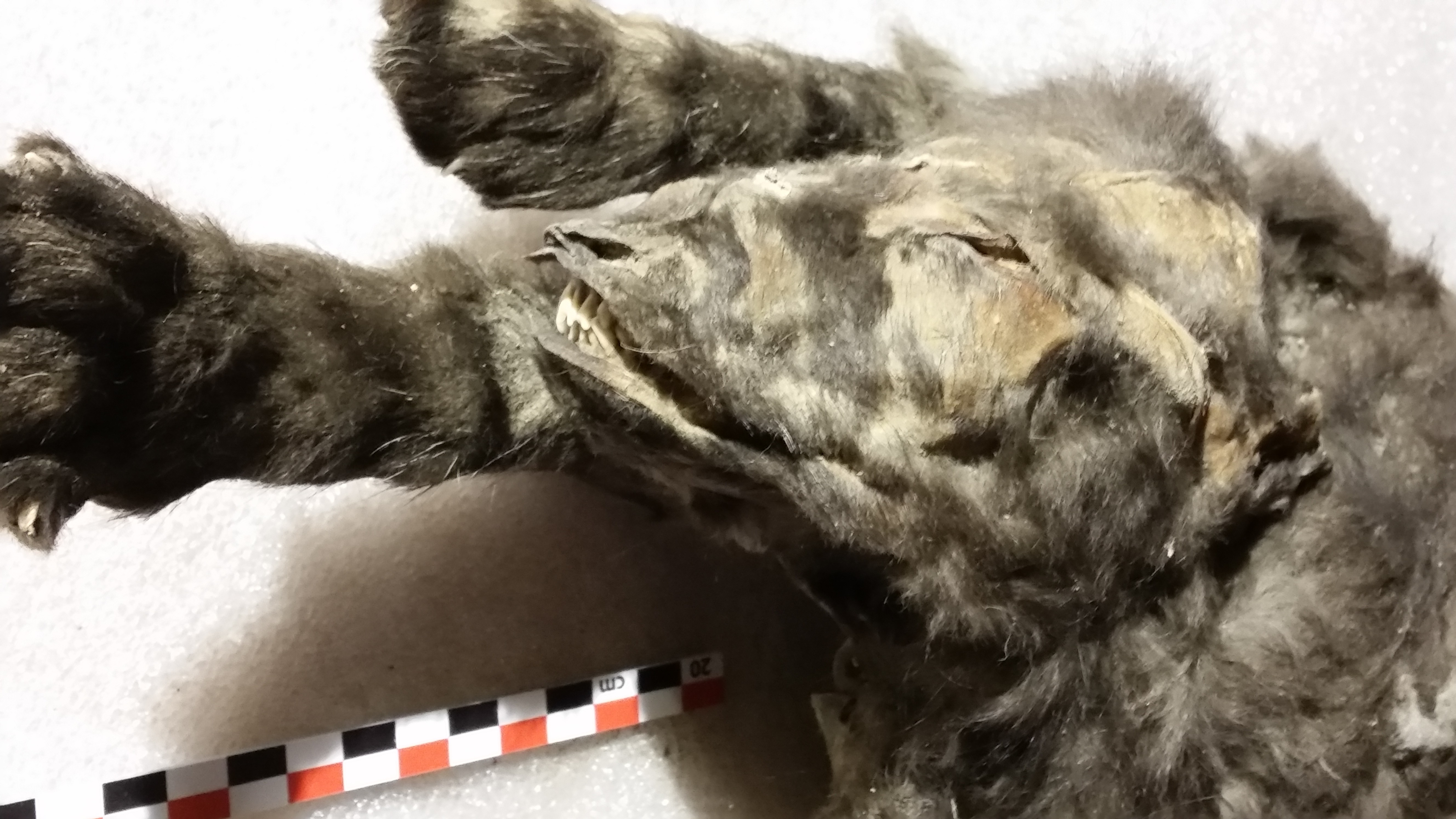 One of the wolf cub siblings uncovered near Tumat 