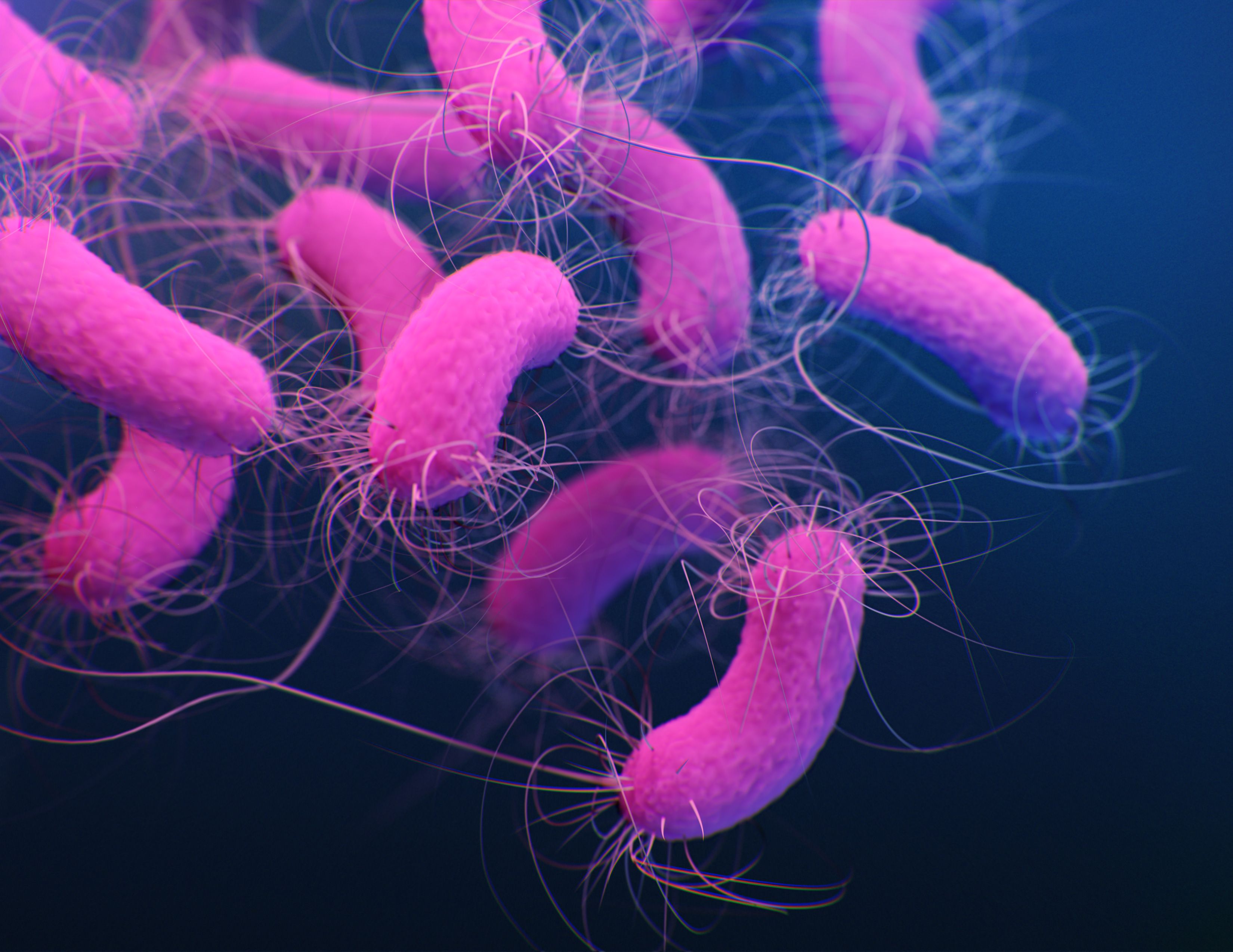 3D illustration of Pseudomonas aeruginosa, large pink rod-shaped bacteria with thin flagellae on a dark blue background 3D illustration of Pseudomonas aeruginosa, large pink rod-shaped bacteria with thin flagellae on a dark blue background