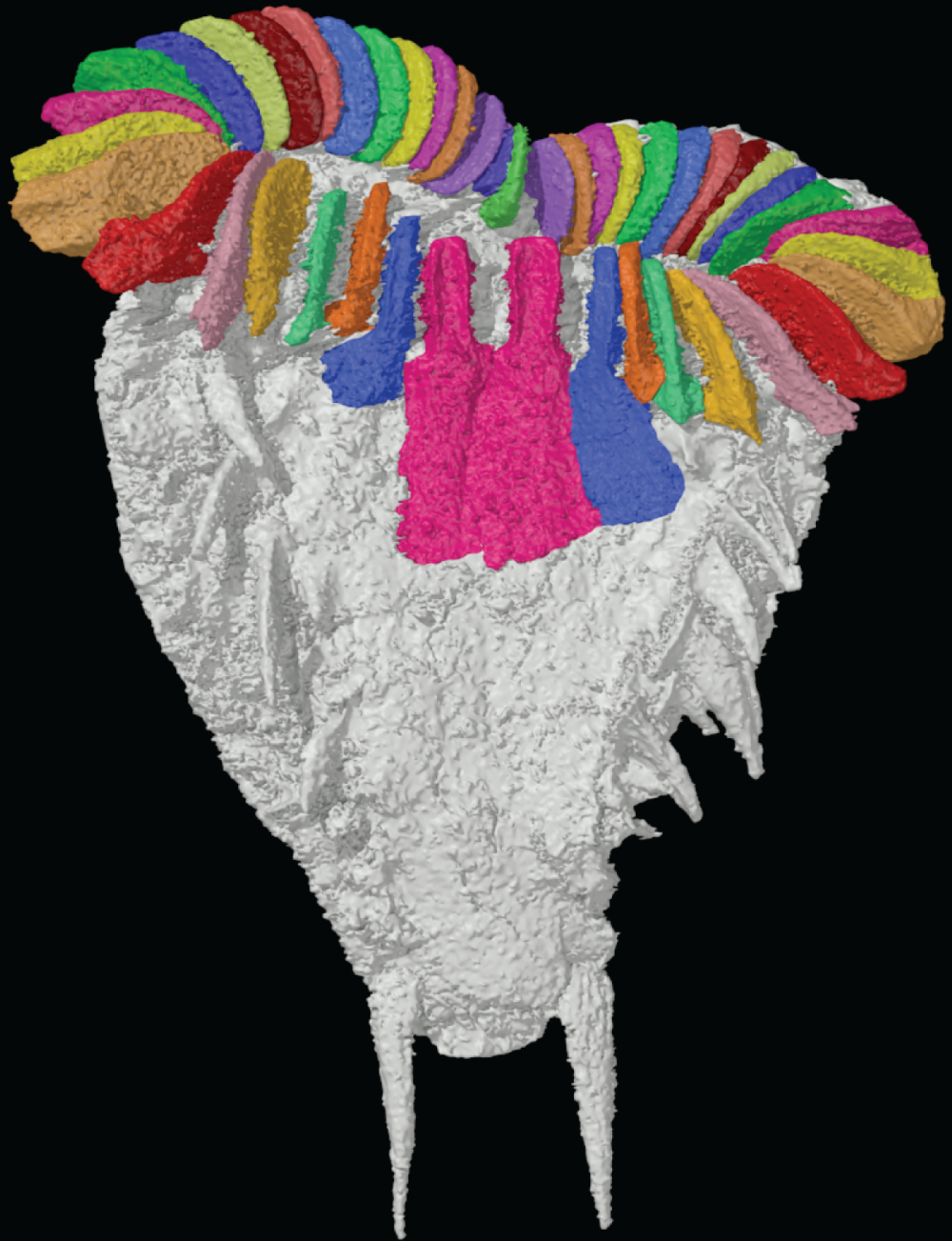 Atlascystis fossil Atlascystis fossil