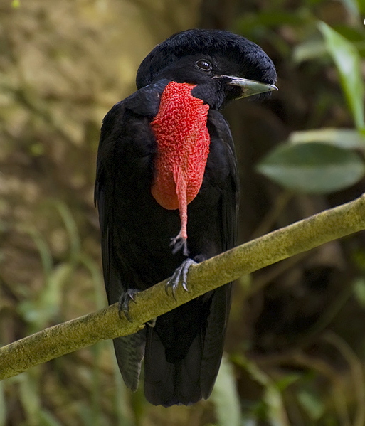 Black bird with red chest and impressive feathers over its head and beak Black bird with red chest and impressive feathers over its head and beak