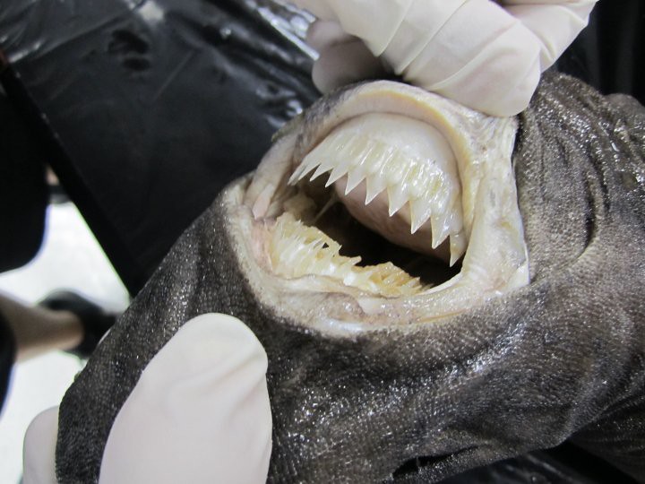 close up of the teeth of a cookiecutter shark - the top set are triangular and the bottom set are serrated close up of the teeth of a cookiecutter shark - the top set are triangular and the bottom set are serrated
