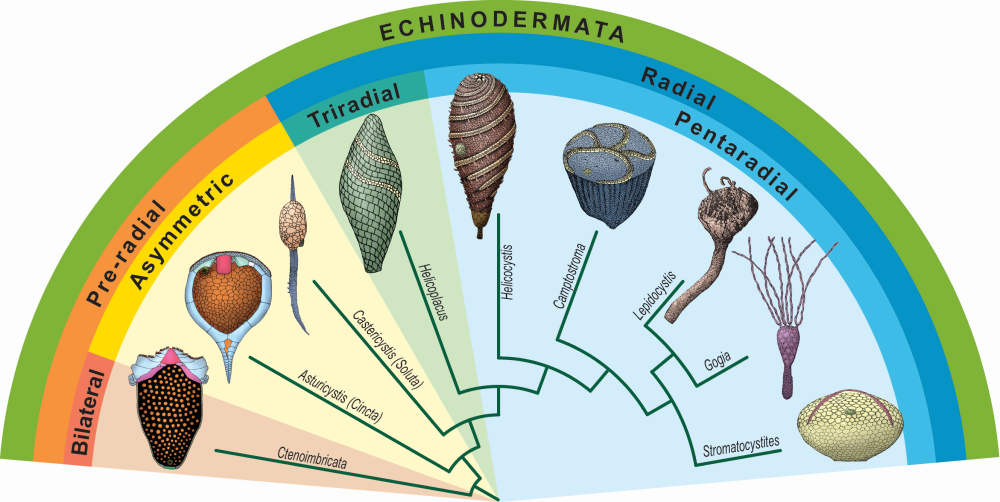 echinoderm phylogeny echinoderm phylogeny