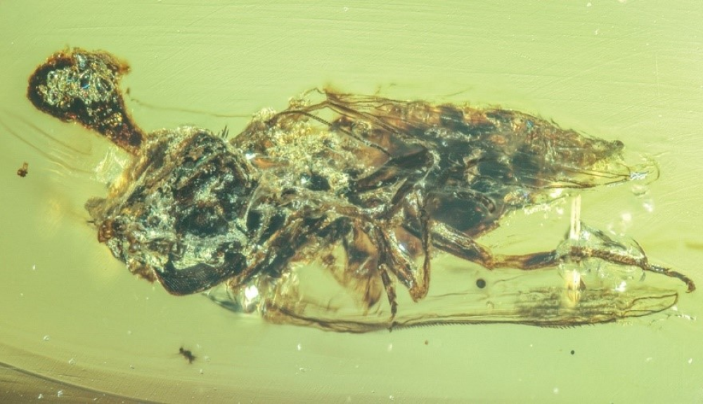 Fungi can be seen growing out of the head of an insect encased in 99-million-year-old amber. Fungi can be seen growing out of the head of an insect encased in 99-million-year-old amber.