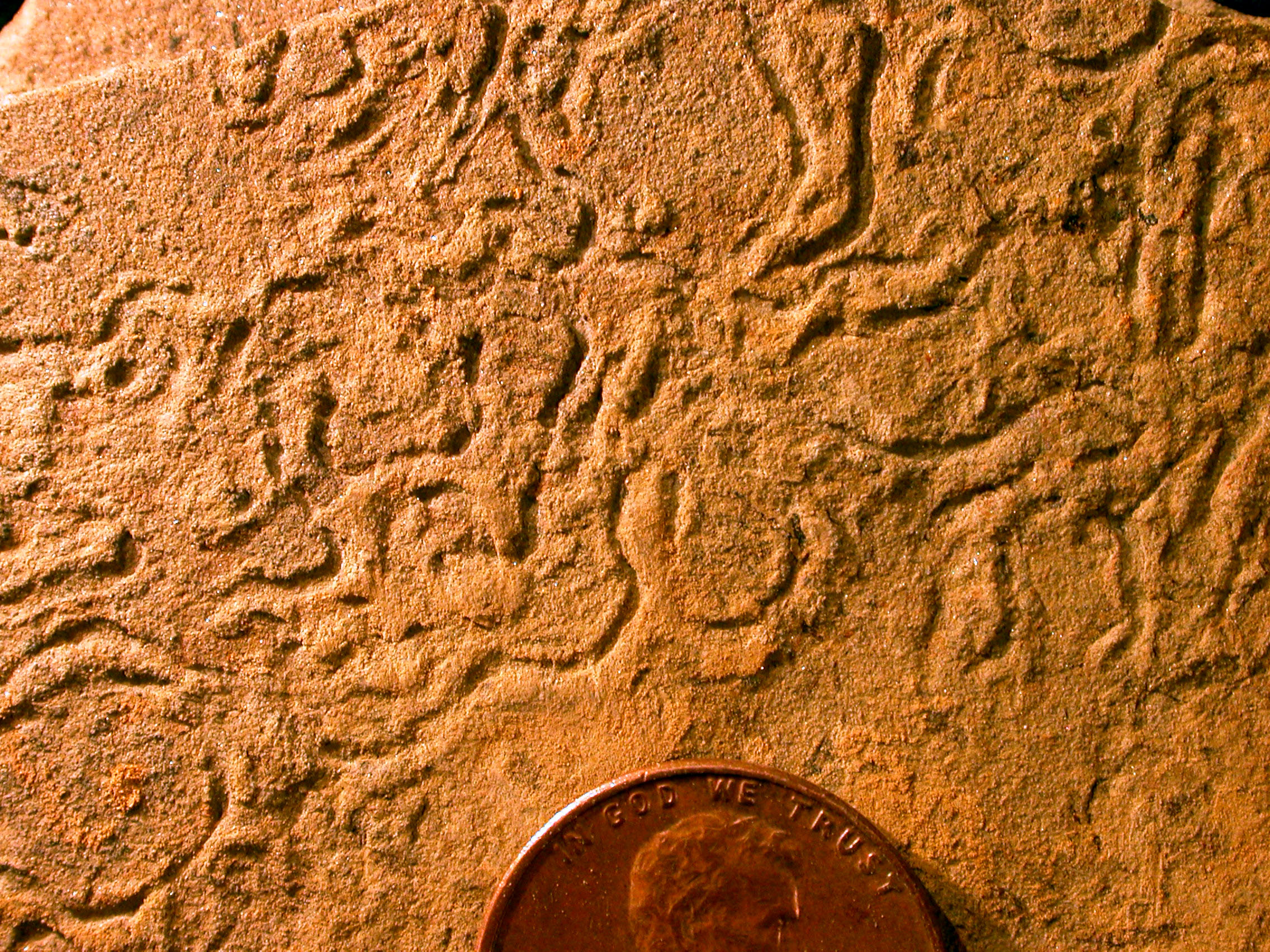 Helminthopsis ichnosp. trace fossil next to a coin Helminthopsis ichnosp. trace fossil next to a coin
