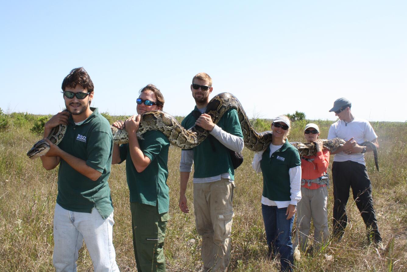 A giant python being removed from the Everglades National Park by USGS and NPS personnel in May 2012. A giant python being removed from the Everglades National Park by USGS and NPS personnel in May 2012.