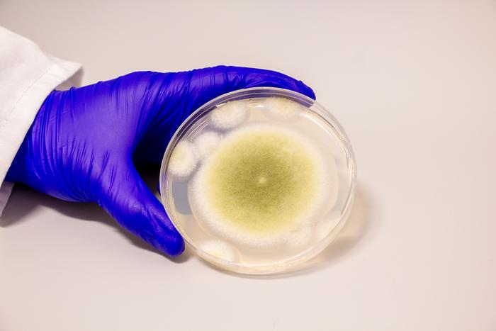 It may not look appertizing, but Aspergillus flavus produces molecules that could be life-savers. It may not look appertizing, but Aspergillus flavus produces molecules that could be life-savers.