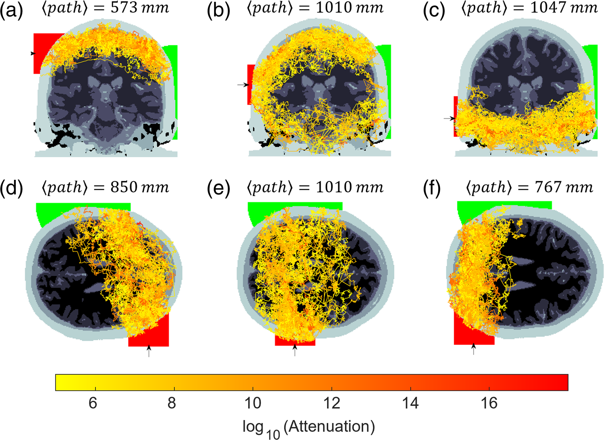 Numerical simulations: a two-dimensional projection of 50 random transmitted photon paths when moving the source, represented by an arrow and red area (2 in. diameter) outside of the head from the top to the bottom [(a)–(c)] and from the front to the back of the head [(d)–(f)]. The positions in panels (b) and (e) are approximately the positions of the source and detector in experimental measurements. The expectation value of the photon packet path length is displayed above each image. The detector area is the intersection of a sphere (green) and the surface of the head, which remains fixed in all cases.