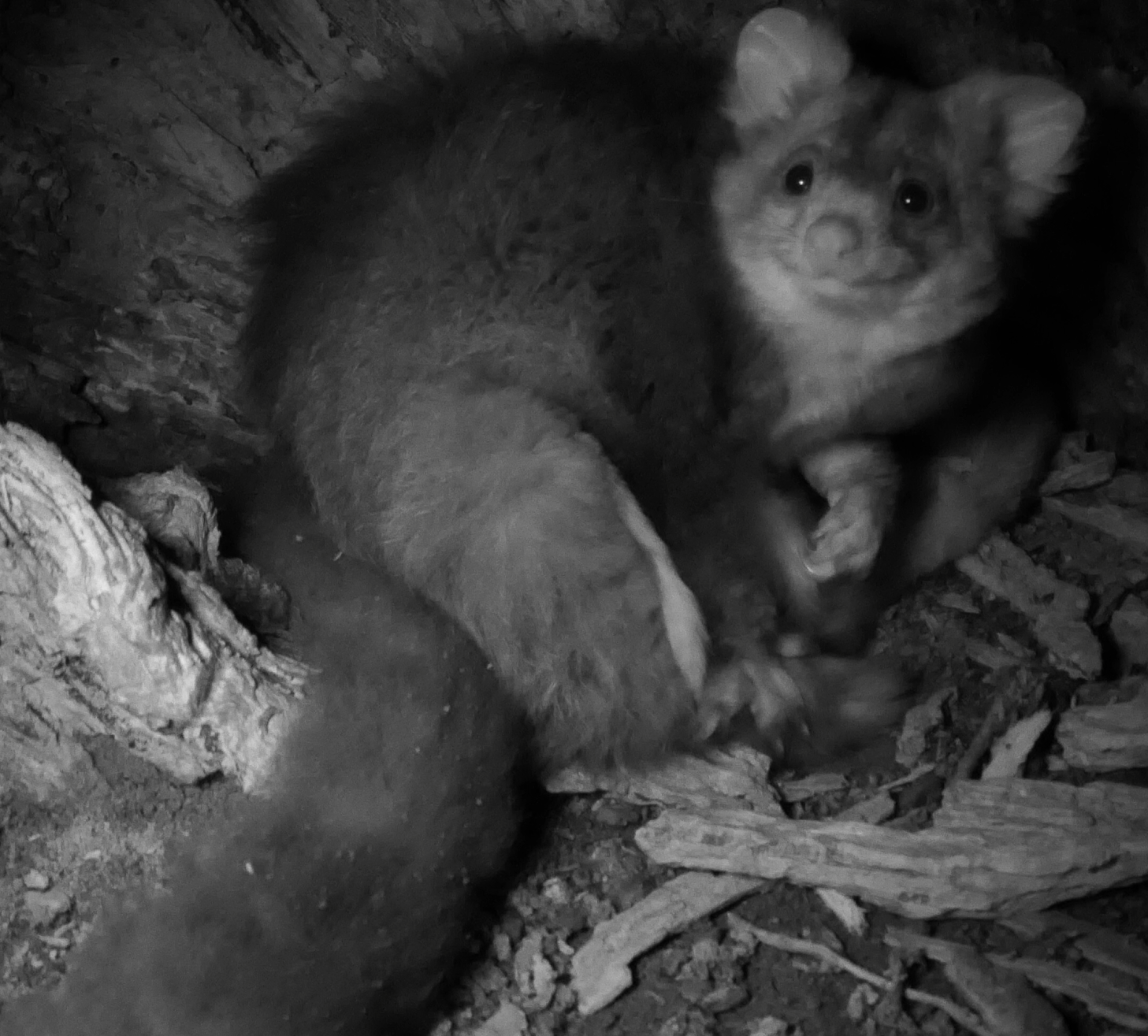 Pip the glider mother. Are you really going to let a face that cute go extinct? Pip the glider mother. Are you really going to let a face that cute go extinct?