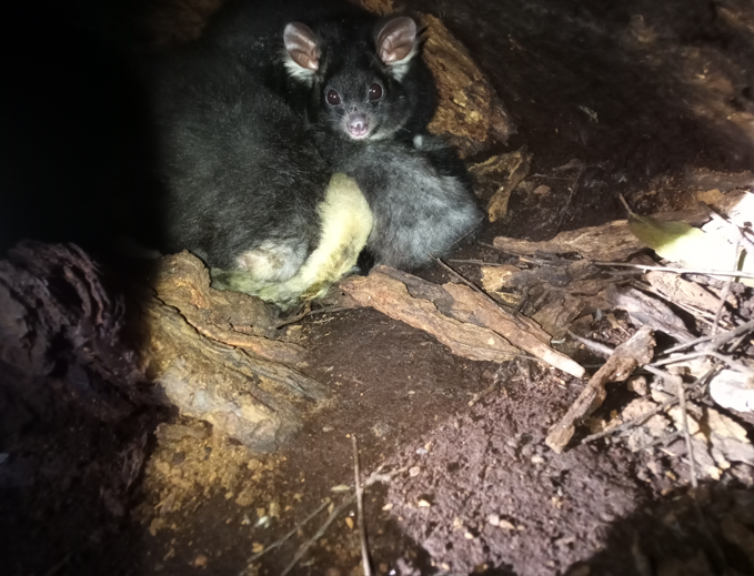 Baby Brimi seen behind curled up mother Pip Baby Brimi seen behind curled up mother Pip