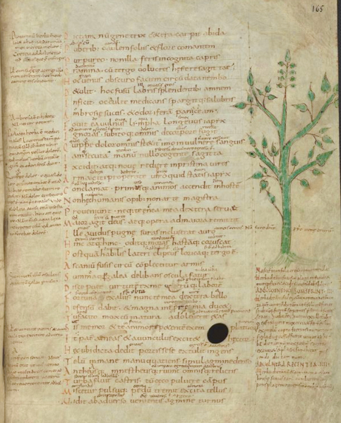 A photo of a manuscript page showing dense text arrange in the center of the page and a hand drawn tree or plant in the right hand margin. The tree/plant is green, and is accompanied by text under it. A photo of a manuscript page showing dense text arrange in the center of the page and a hand drawn tree or plant in the right hand margin. The tree/plant is green, and is accompanied by text under it.