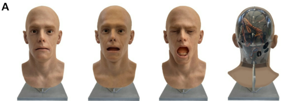 The android taking expressions neutral, gaping, and yawning for a spin, as well as the back of its head. The android taking expressions neutral, gaping, and yawning for a spin, as well as the back of its head.