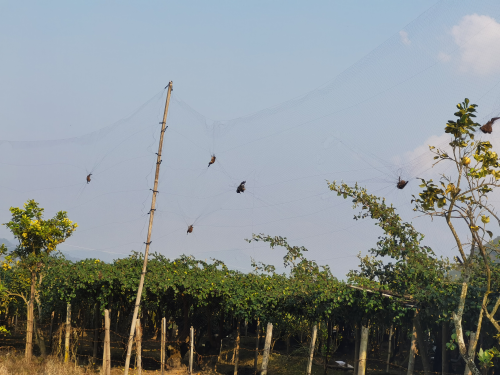 bats above trees in a fruit orchard in Yunnan, China bats above trees in a fruit orchard in Yunnan, China