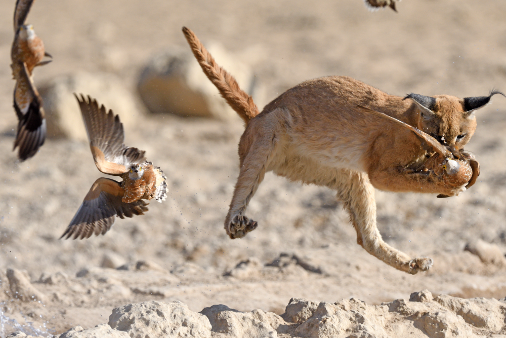 a caracal chomps a sandgrouse in the thar desert a caracal chomps a sandgrouse in the thar desert