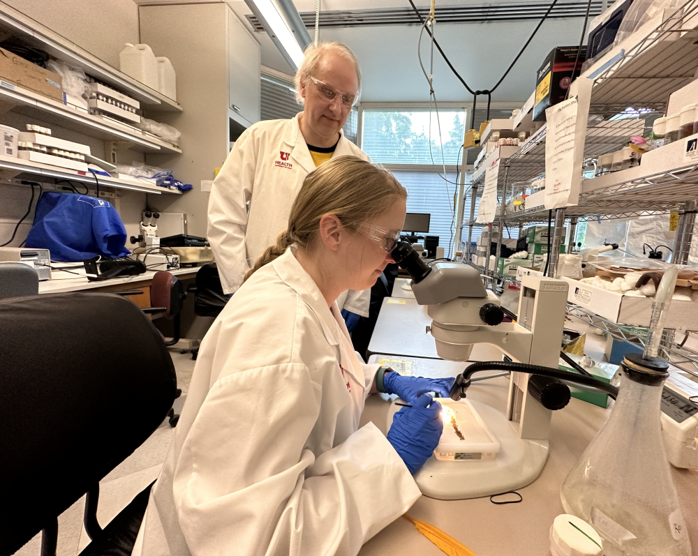 Dr Adrian Rothenfluh, PhD and Pearl Cummins-Beebee, author on the paper (front), inspect anesthetized fruit flies under a microscope. Dr Adrian Rothenfluh, PhD and Pearl Cummins-Beebee, author on the paper (front), inspect anesthetized fruit flies under a microscope.