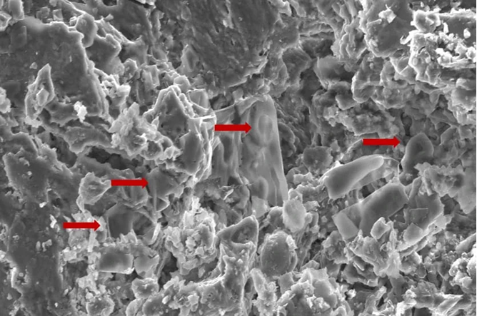 Suspected fossilised erythrocyte-like structures in a tumor from Telmatosaurus transsylvanicus, a late Cretaceous hadrosaur. Suspected fossilised erythrocyte-like structures in a tumor from Telmatosaurus transsylvanicus, a late Cretaceous hadrosaur.