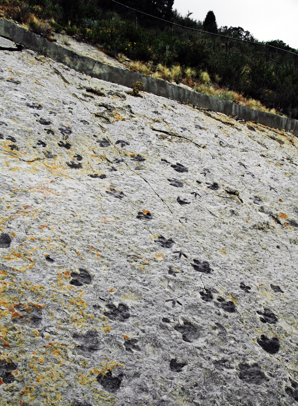 dinosaur trackways in Dakota Sandstone, Lower Cretaceous; Dinosaur Ridge, Colorado, USA dinosaur trackways in Dakota Sandstone, Lower Cretaceous; Dinosaur Ridge, Colorado, USA