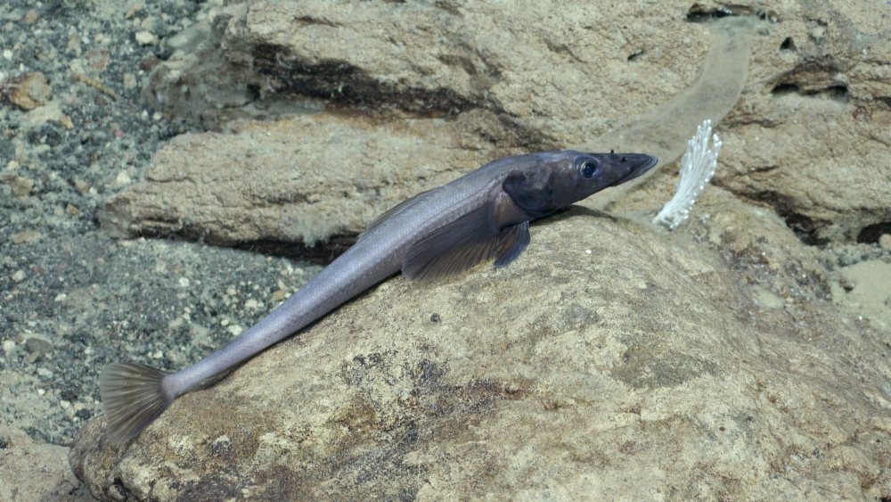This is the first-ever footage of Akarotaxis aff. gouldae, a species of dragonfish discovered just two years ago. 