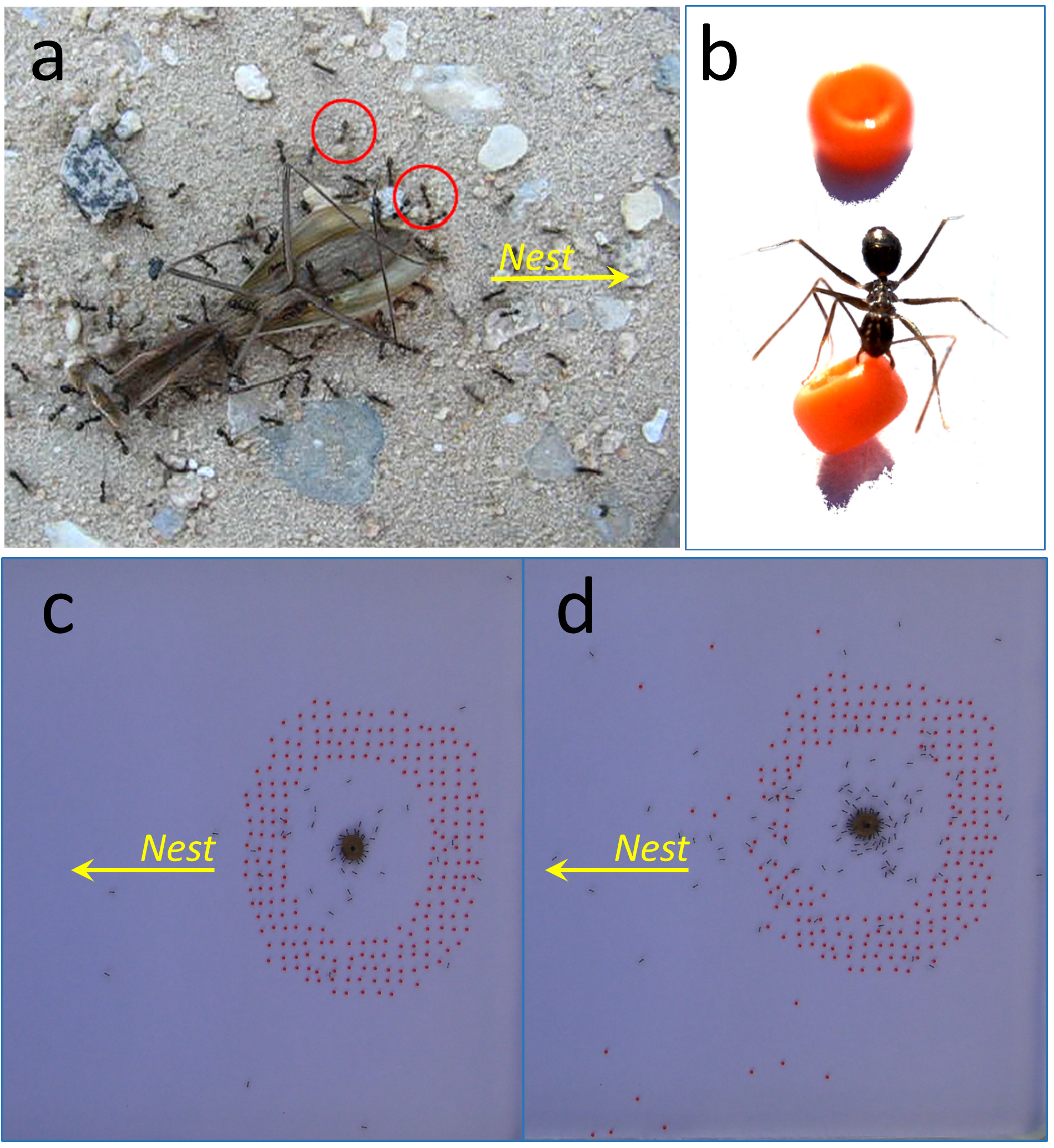 The two circled ants (a) are removing bits of gravel from the path of the food. When beads are used instead, those that most interfere with the path are the ones taken. The two circled ants (a) are removing bits of gravel from the path of the food. When beads are used instead, those that most interfere with the path are the ones taken.