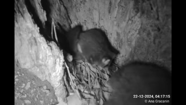 gif of a male sugar glider using its tail to carry leaves into a hollow for its young gif of a male sugar glider using its tail to carry leaves into a hollow for its young