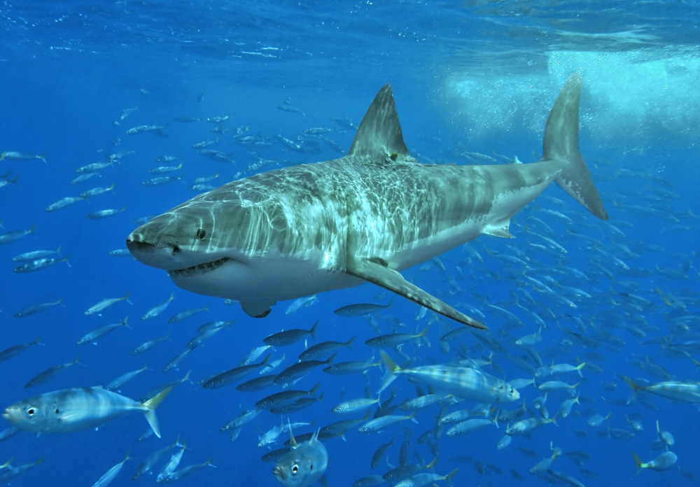 a great white shark swims with other fish in the ocean a great white shark swims with other fish in the ocean
