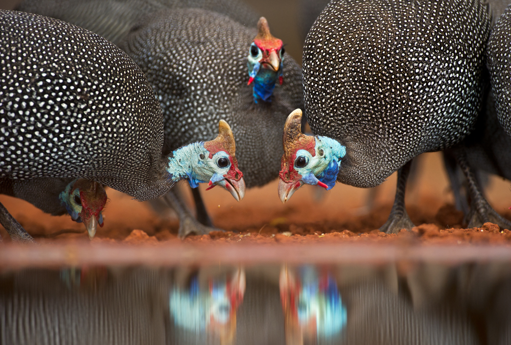 three helmeted guineafowl drinking three helmeted guineafowl drinking