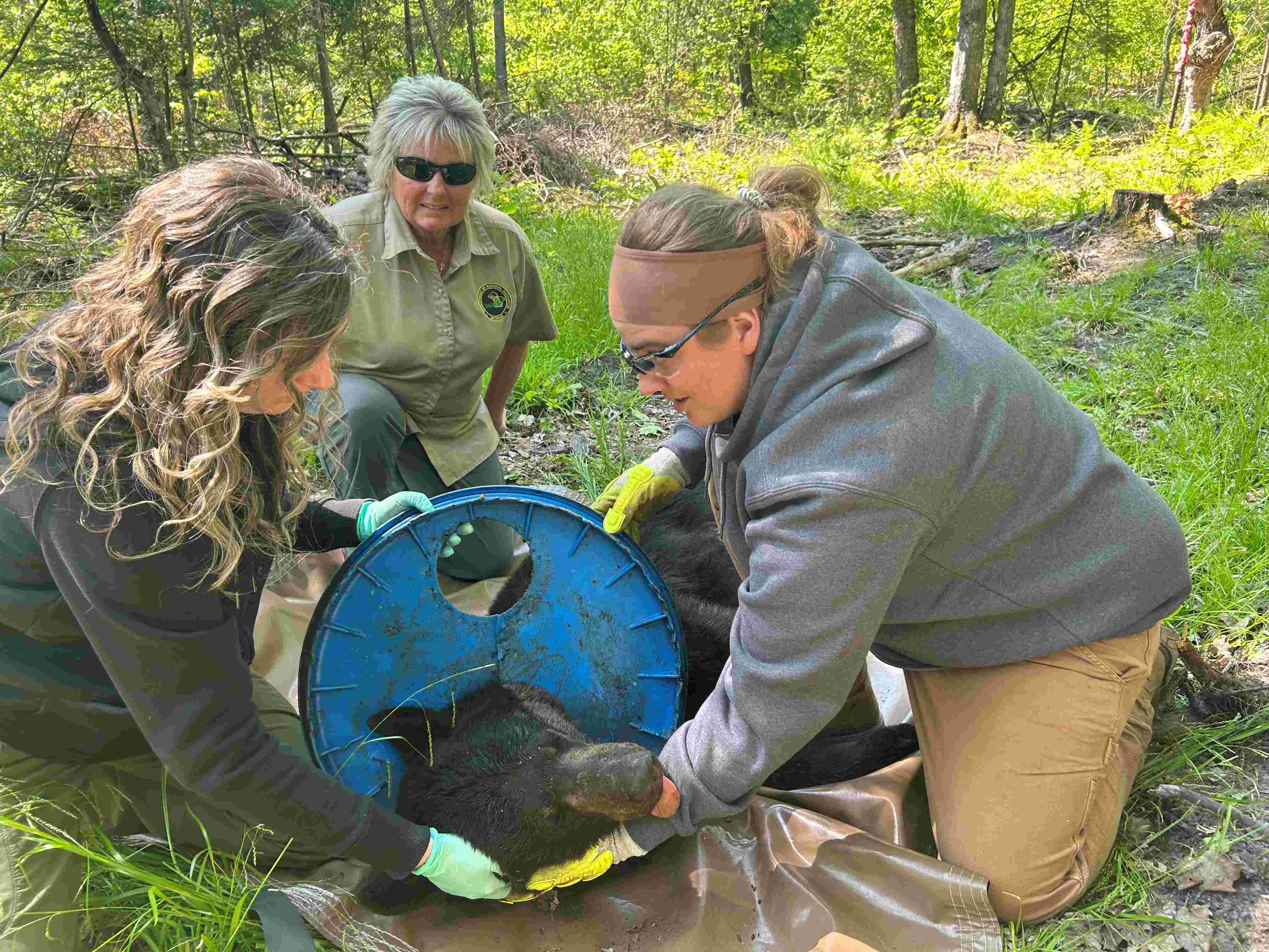 DNR staffers, from left, Angela Kujawa, Sherry Raifsnider and Miranda VanCleave work to remove a lid from an immobilized black bear. The bear had gotten its head stuck in one of two holes in the plastic lid. DNR staffers, from left, Angela Kujawa, Sherry Raifsnider and Miranda VanCleave work to remove a lid from an immobilized black bear. The bear had gotten its head stuck in one of two holes in the plastic lid.