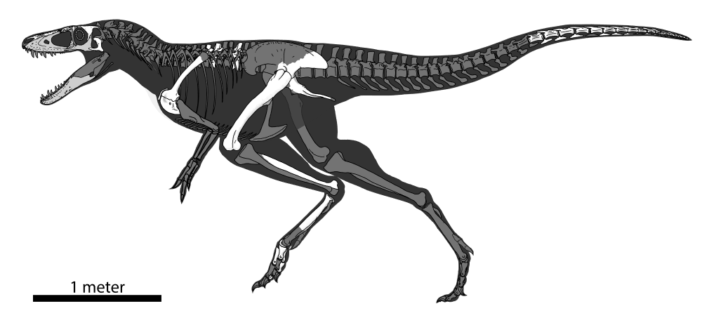 The illustrated skeleton of Khankhuuluu mongoliensis. The illustrated skeleton of Khankhuuluu mongoliensis.