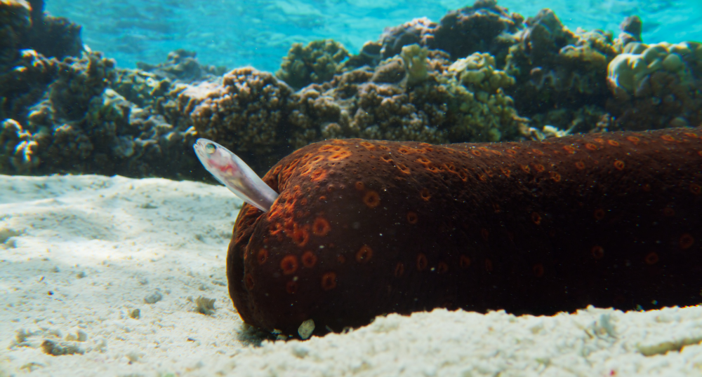 An adult pearlfish reverses into a sea cucumber to hide