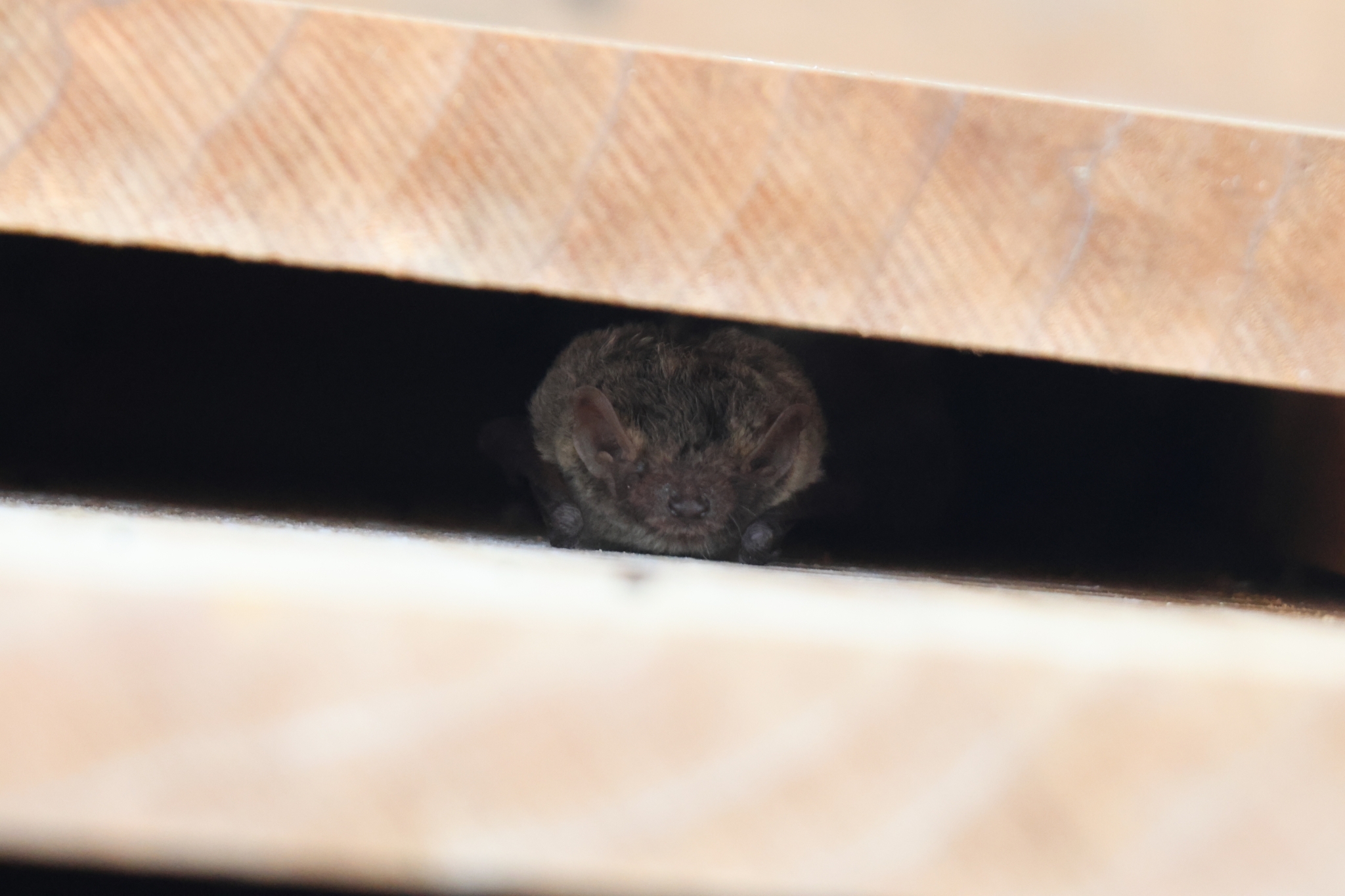 Small bat facing the camera, hiding in a narrow gap between two pieces of wood. Small bat facing the camera, hiding in a narrow gap between two pieces of wood.