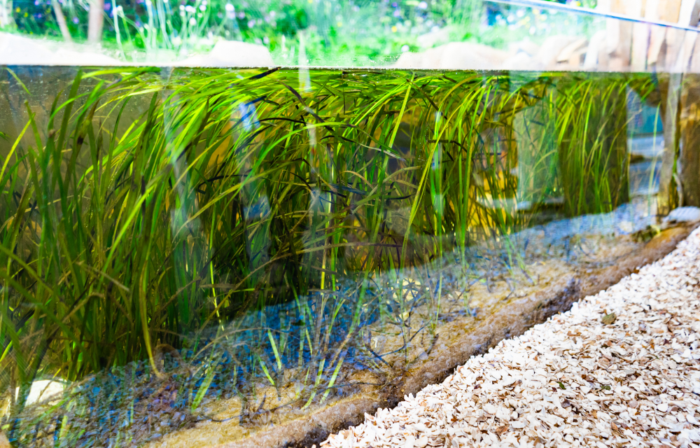seagrass at chelsea flower show in a tank seagrass at chelsea flower show in a tank