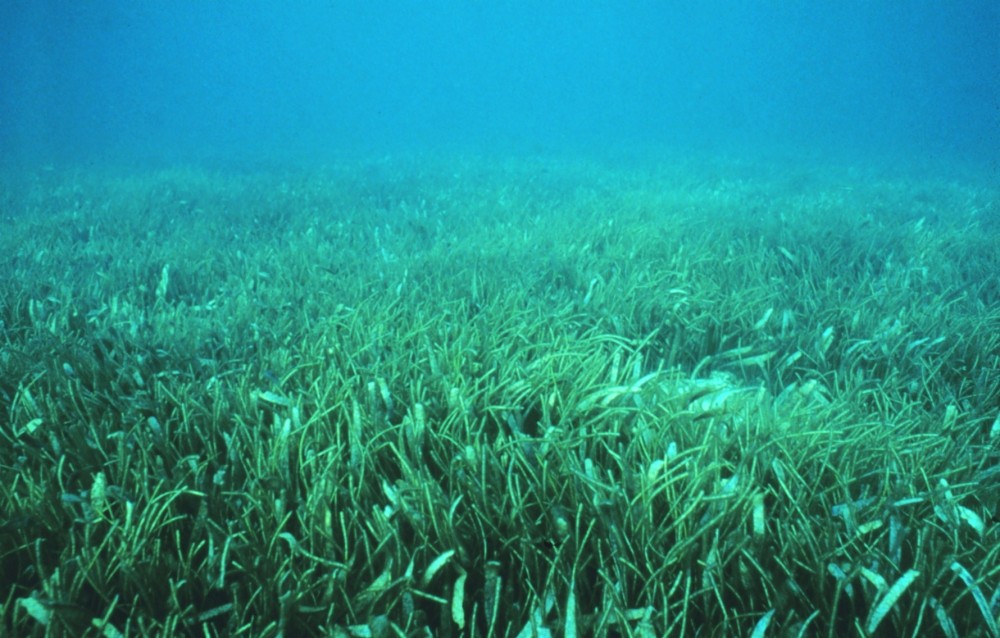 a seagrass meadow in florida keys national marine sanctuary a seagrass meadow in florida keys national marine sanctuary