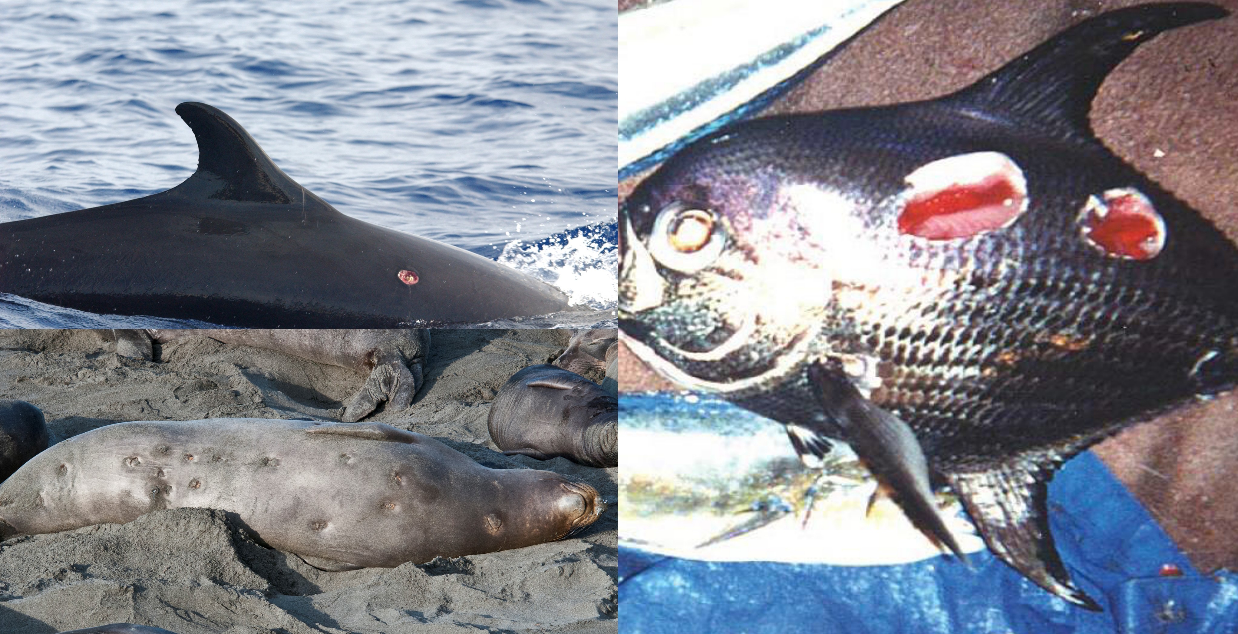 collage of animals with cookie-shaped wounds: top left is unknown, bottom left is an elephant seal, and right is a fish of unknown species collage of animals with cookie-shaped wounds: top left is unknown, bottom left is an elephant seal, and right is a fish of unknown species