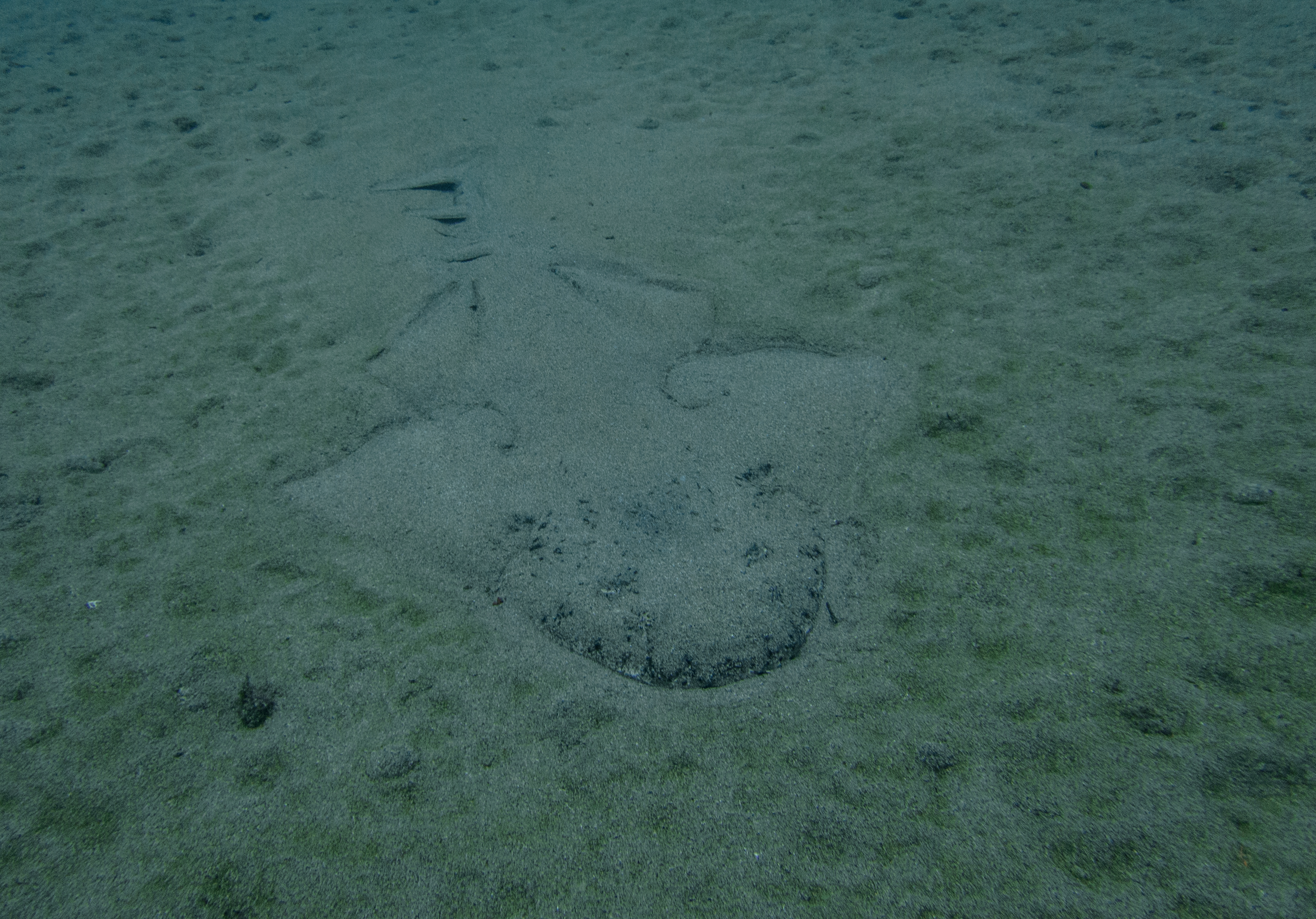 angel shark hidden beneath sand angel shark hidden beneath sand