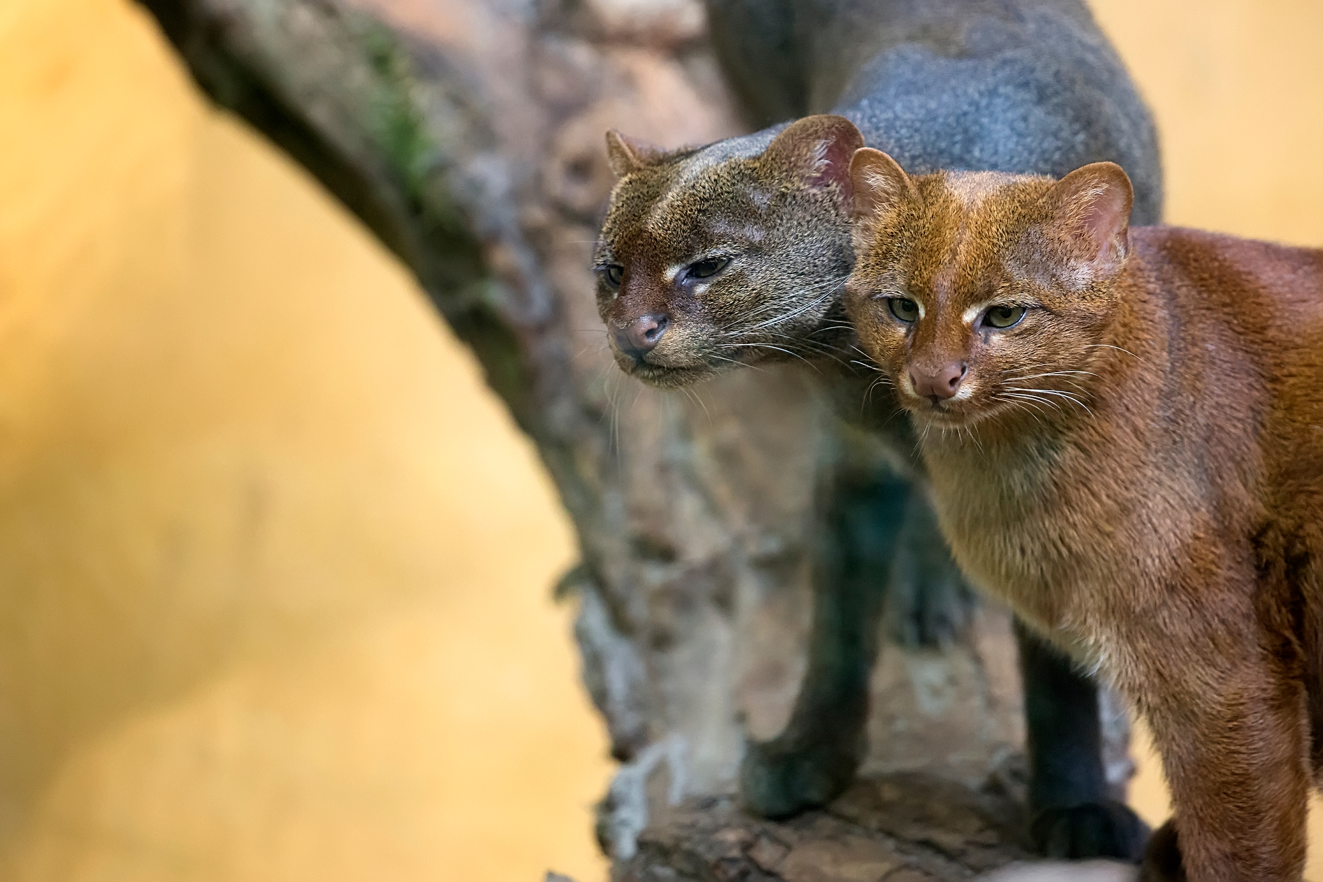 Two jaguarundis, otter-like cats, sat on a tree branch. One is a dark greyish color and the other a reddish brown. Two jaguarundis, otter-like cats, sat on a tree branch. One is a dark greyish color and the other a reddish brown.