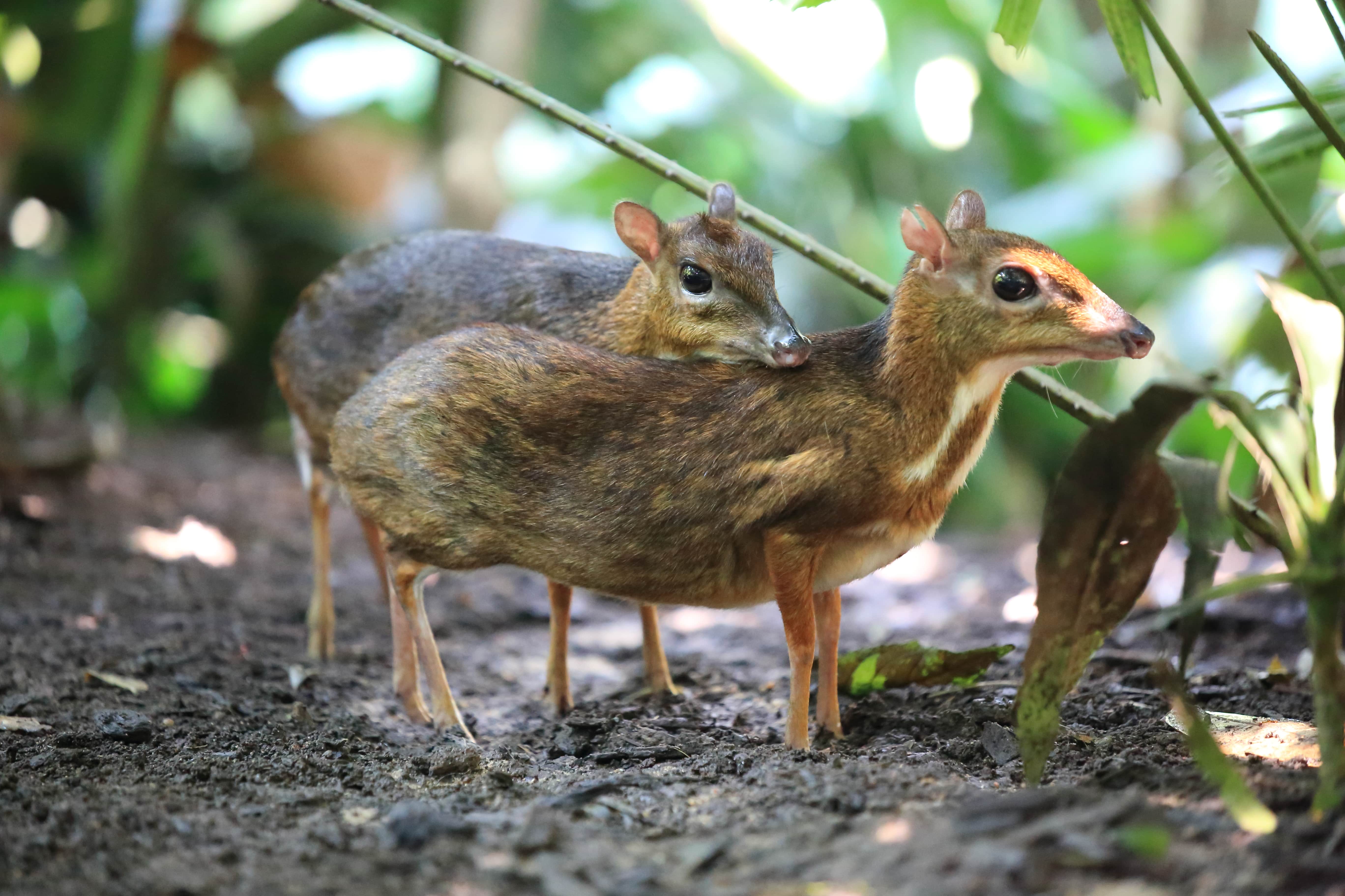 Two chevrotain stand next to each other with one's head over the others back. Two chevrotain stand next to each other with one's head over the others back.