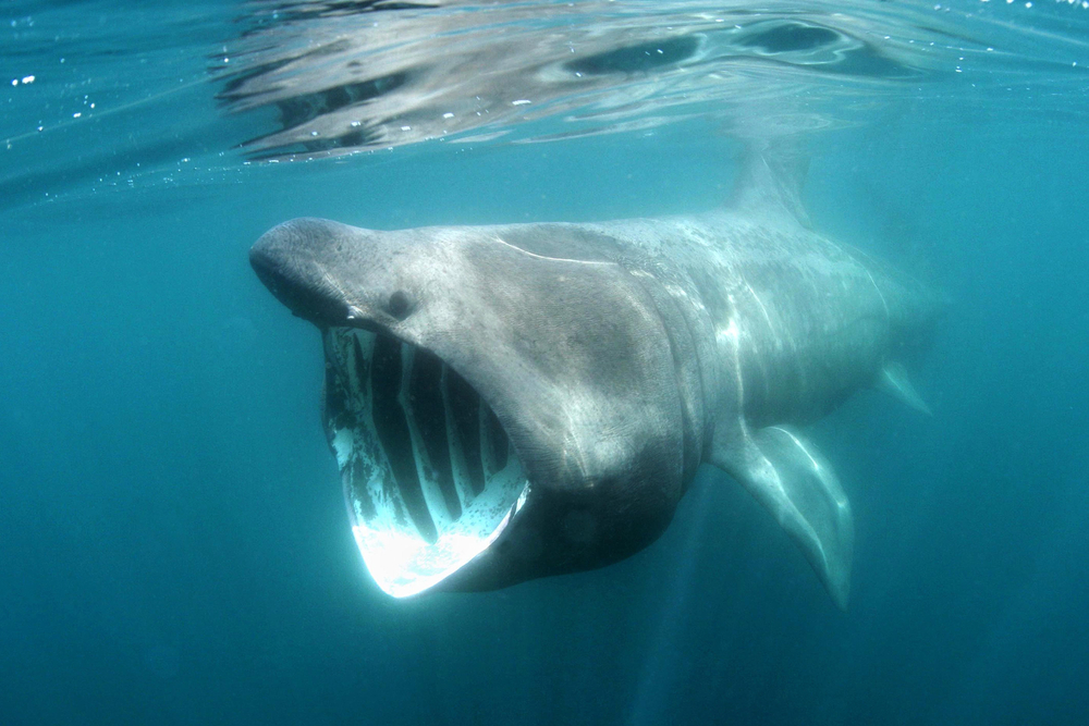 Basking Shark Basking Shark